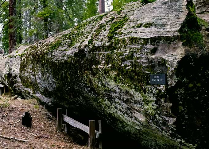 When a tree falls