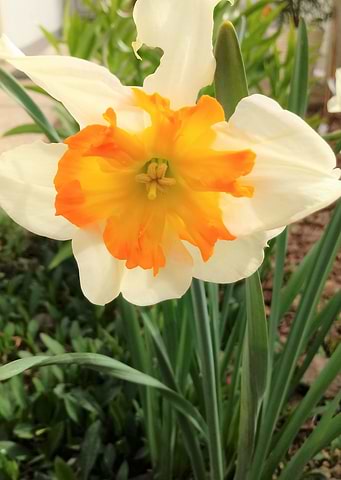 narcissus 162