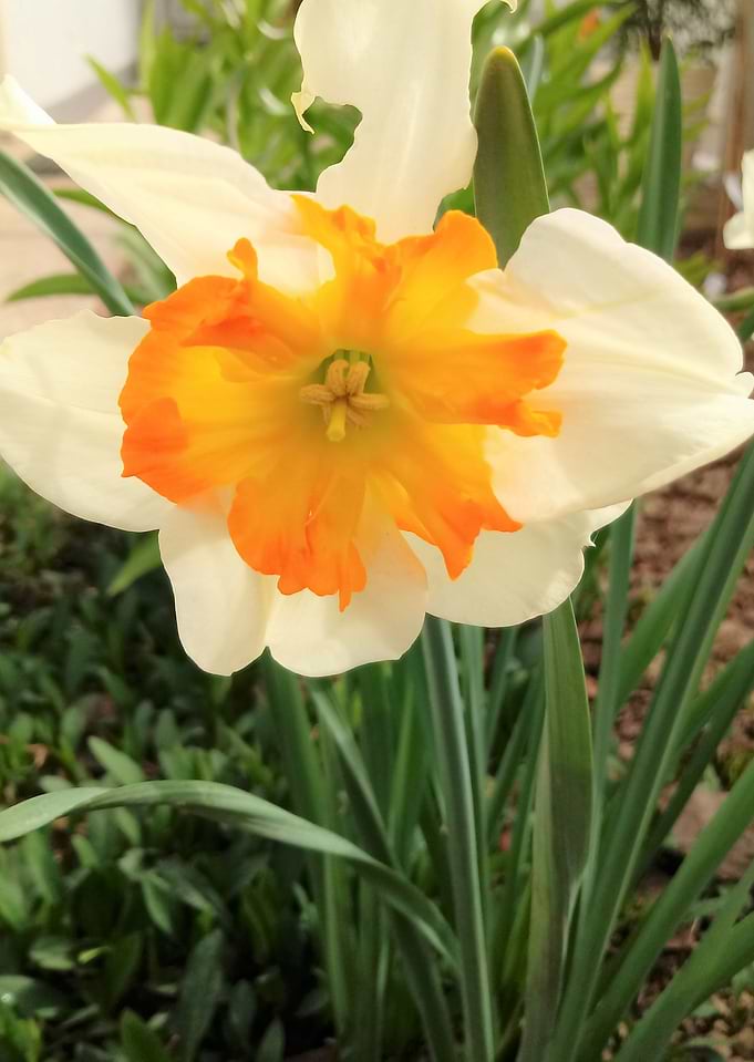 narcissus 162