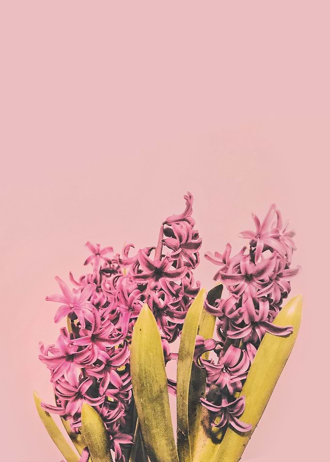 Plant Fad I