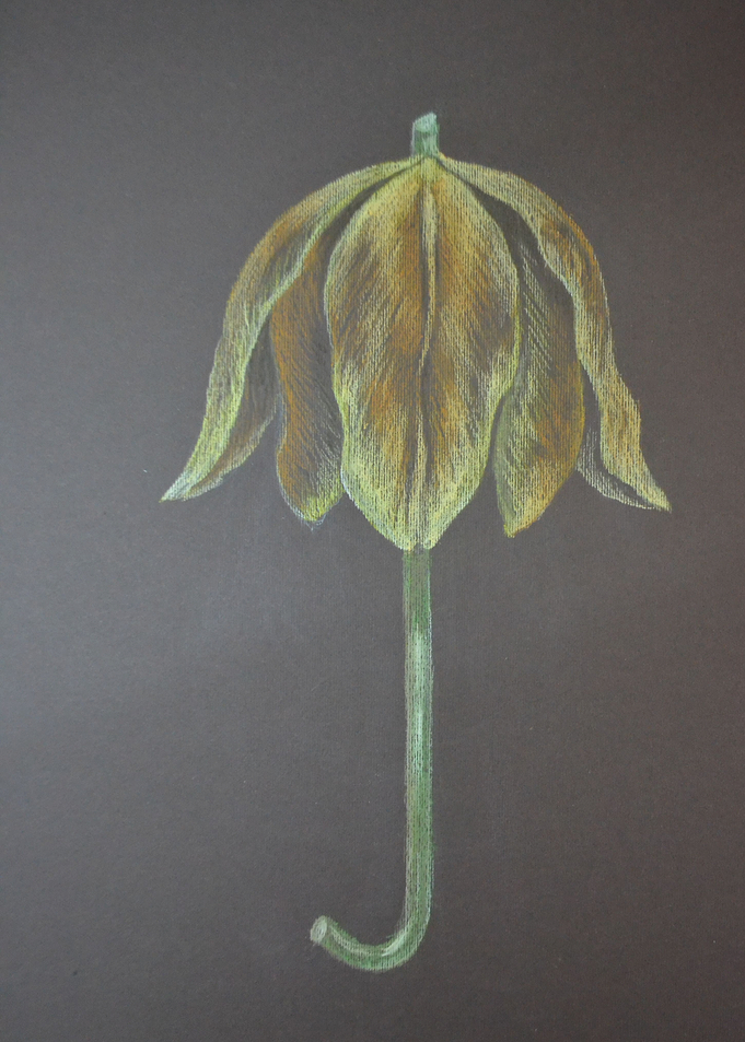 Umbrella tulip