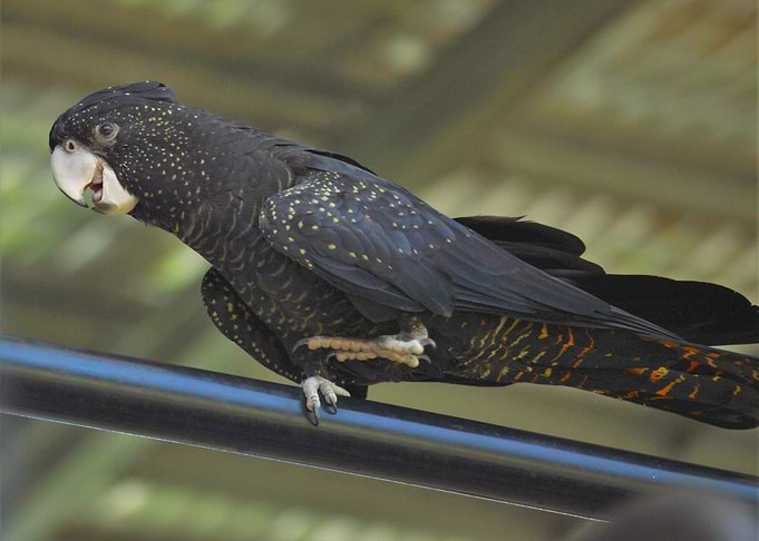 Red-Tailed Cockatoo