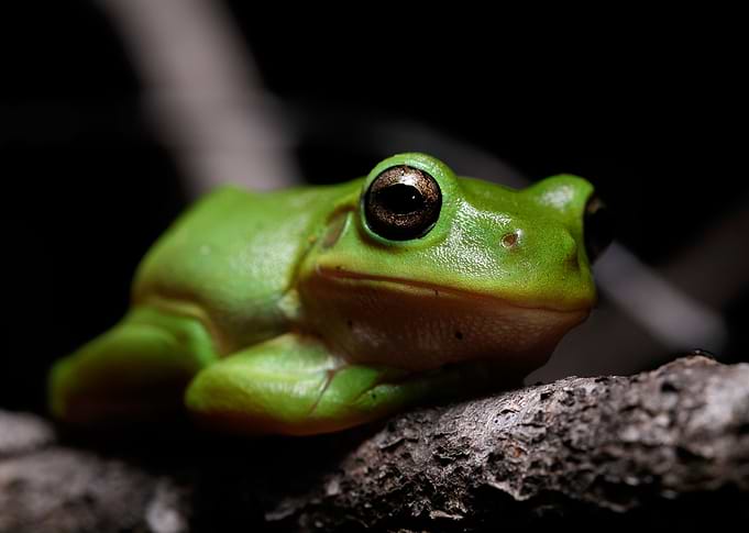 Riding (Green tree frog)