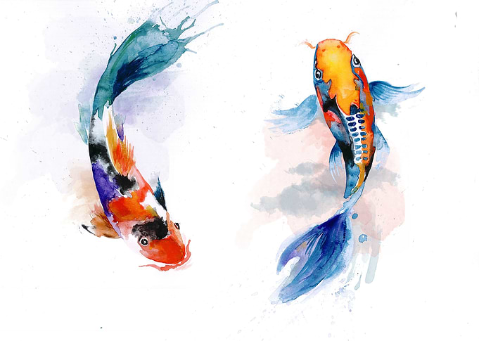 Koi fish watercolor drawing