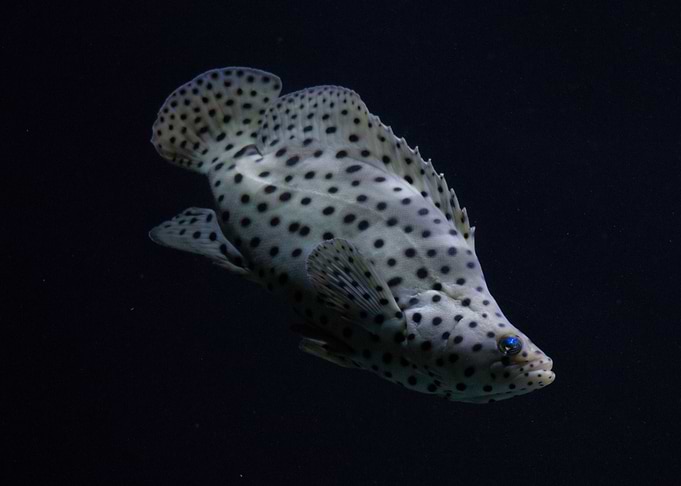 panther grouper