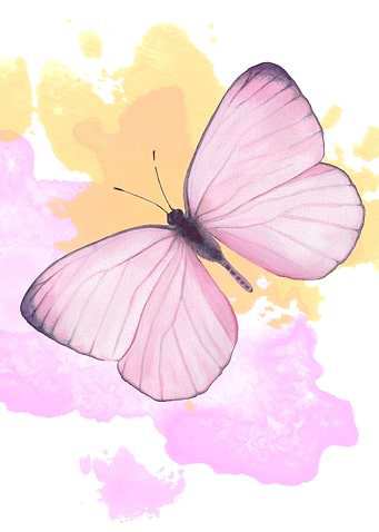 Cotton Candy butterfly
