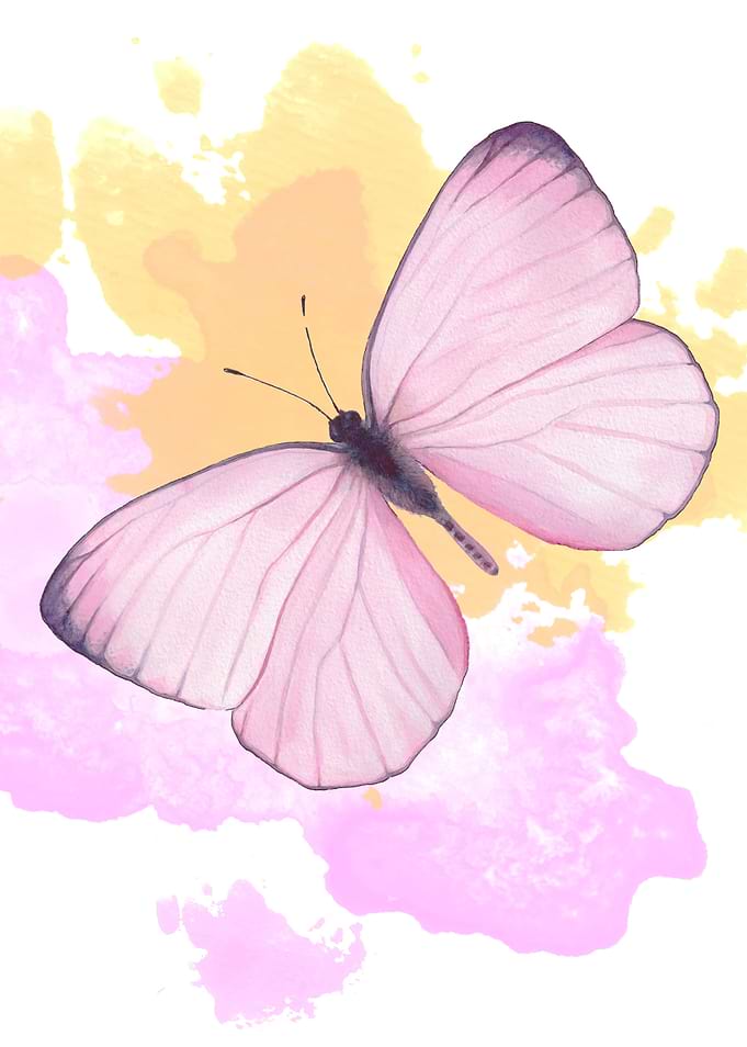Cotton Candy butterfly