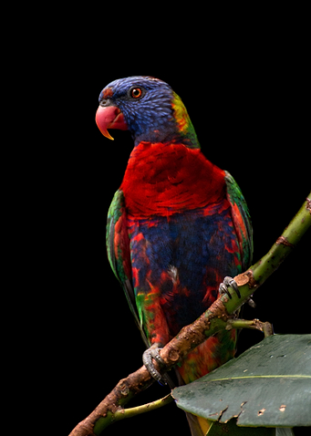 rainbow lorikeet