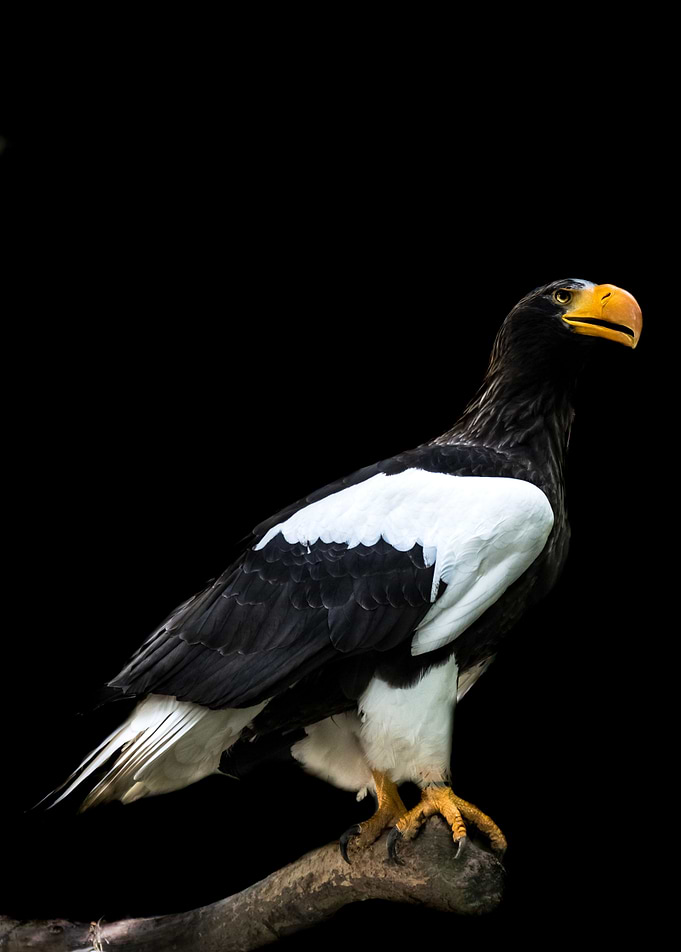 Giant Eagle