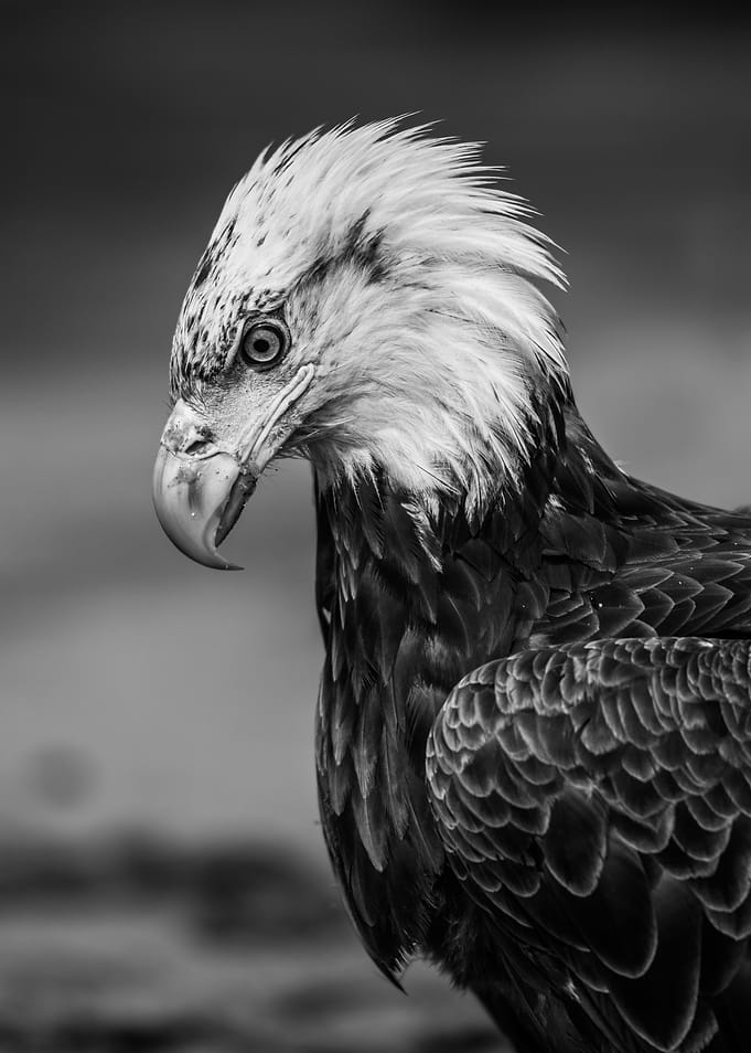 An Eagle