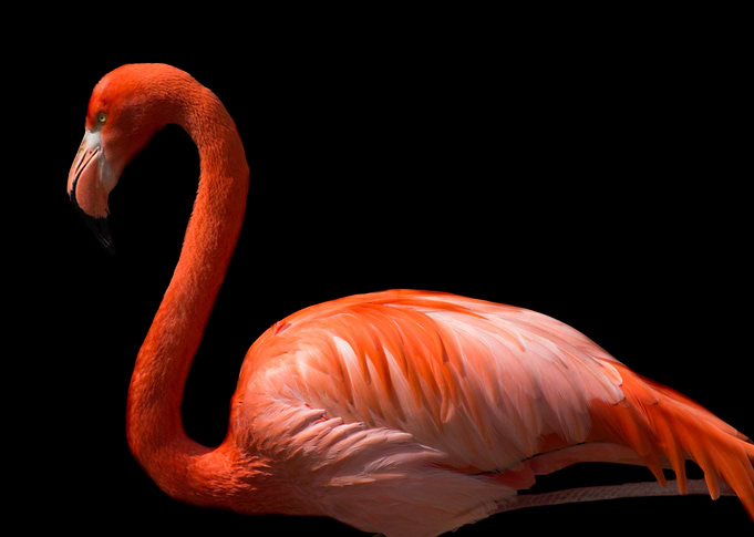 flamingo