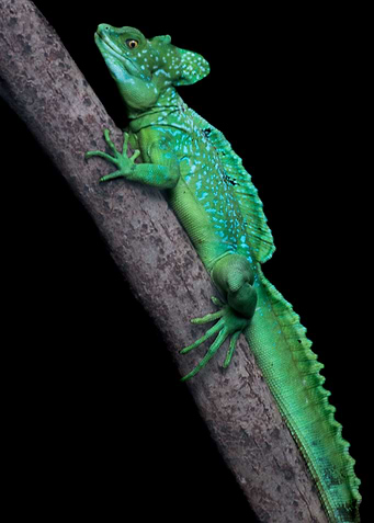 Green Basilisk