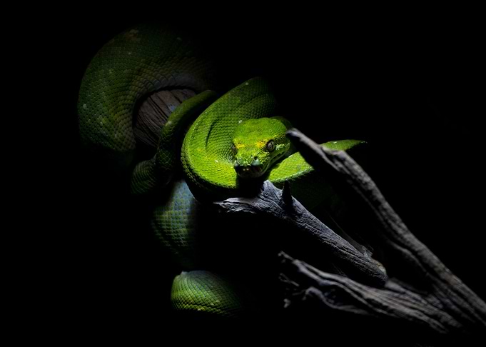 Green Python