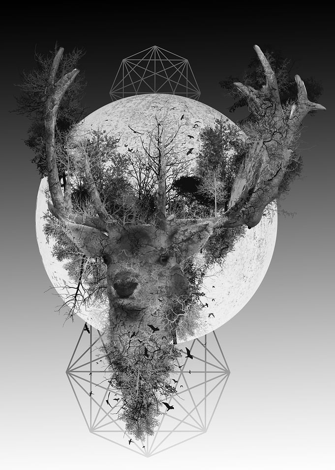 forest deer