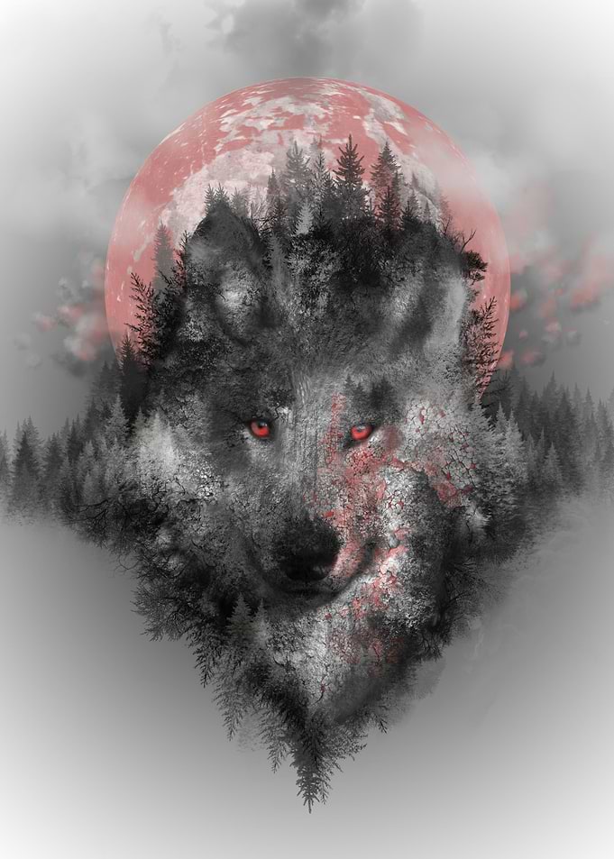 forest wolf 2