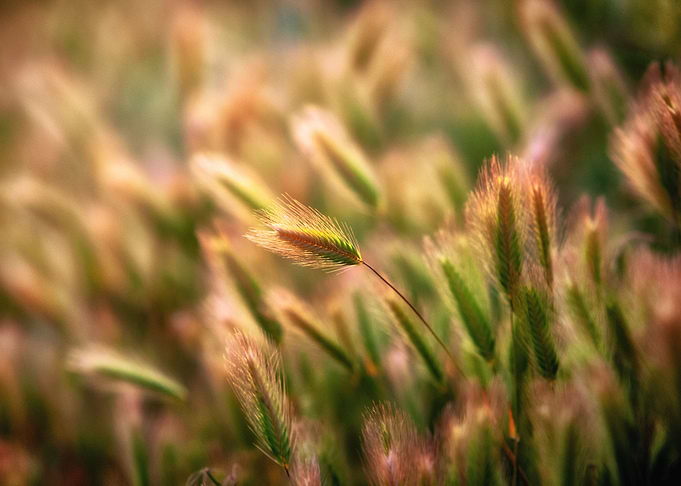 Field of calmness