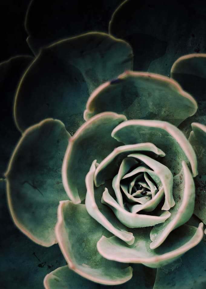 DARKSIDE OF SUCCULENTS-4D