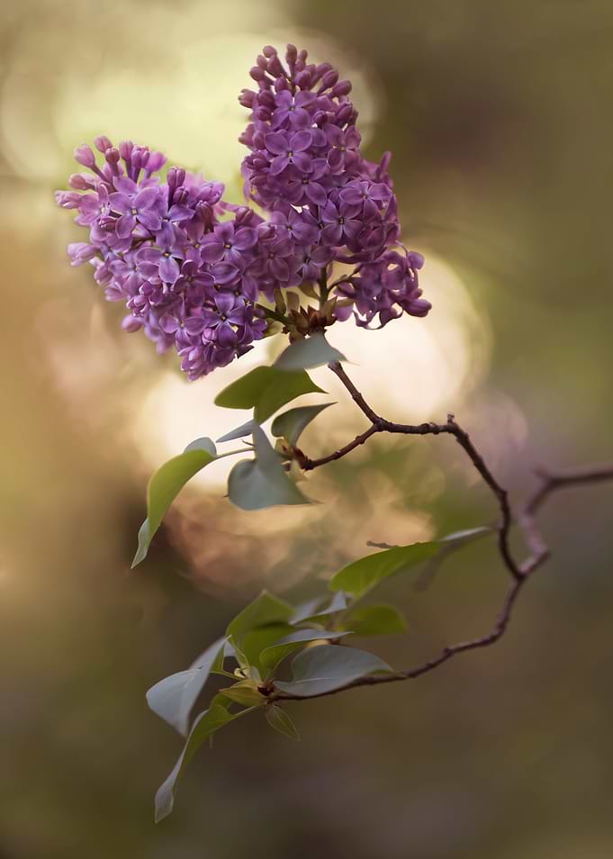 Violet lilac flowers