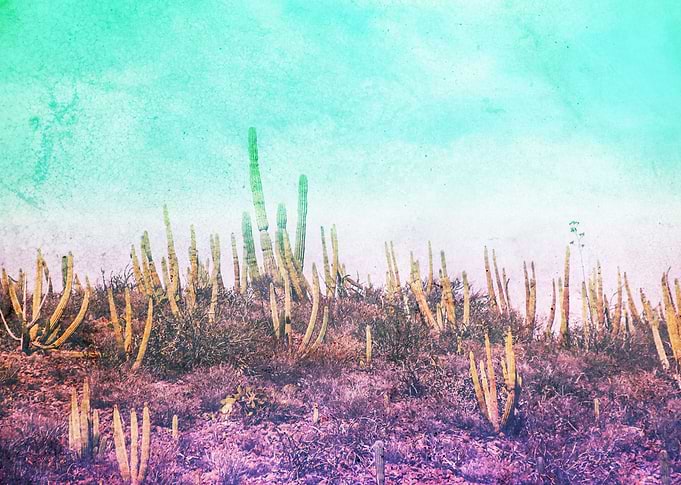 Cactuses in Sonora Mexico desert