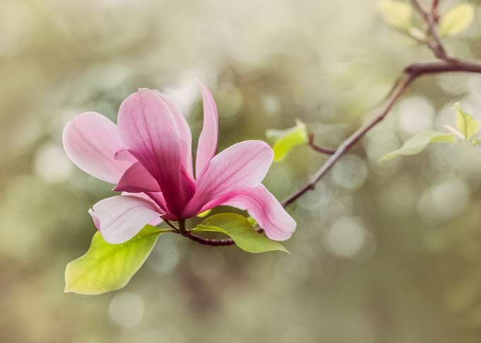 Blooming pink magnolia flower