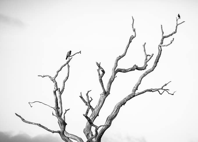 Old Roost