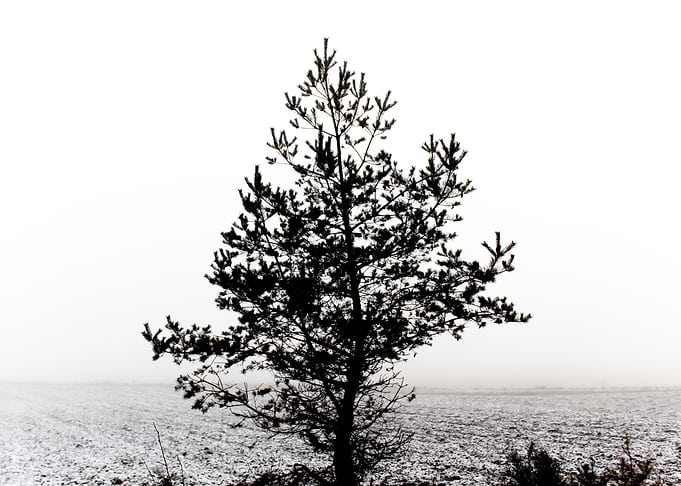 Winterland