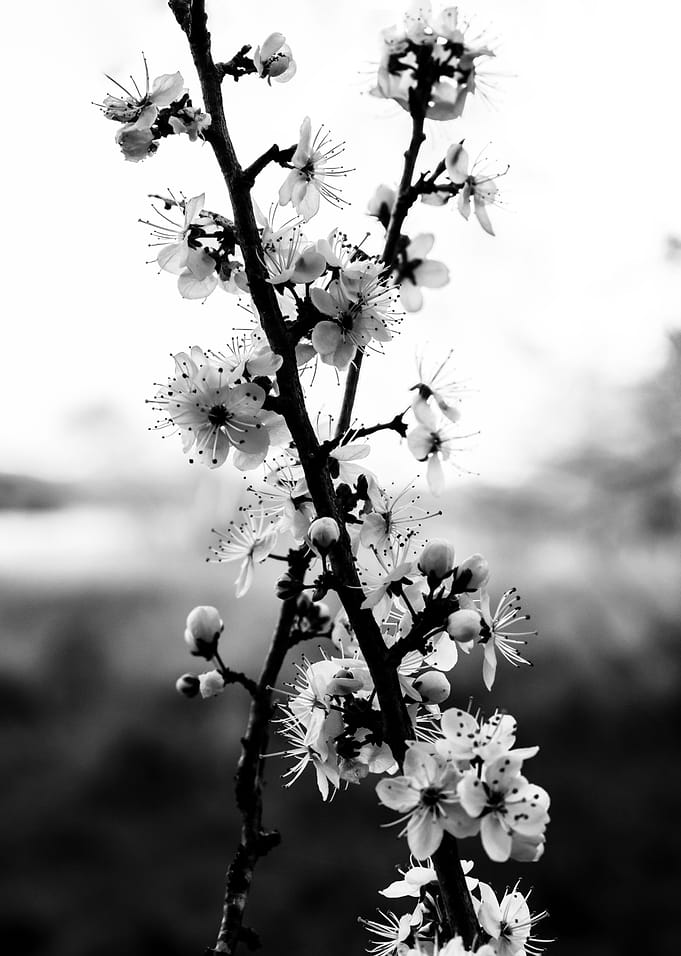 Elegance of Nature