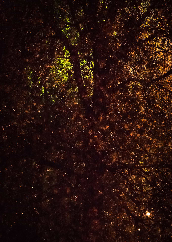 Autumn