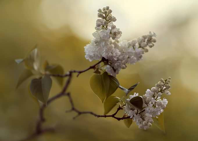 Fresh branch of while blooming lilacs