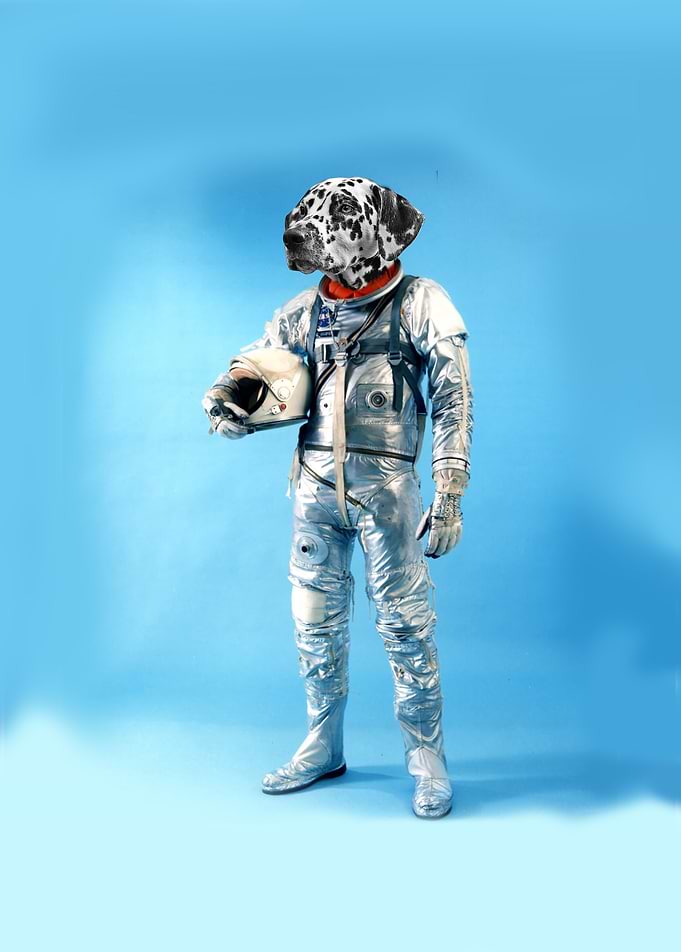 Astrodalmatian