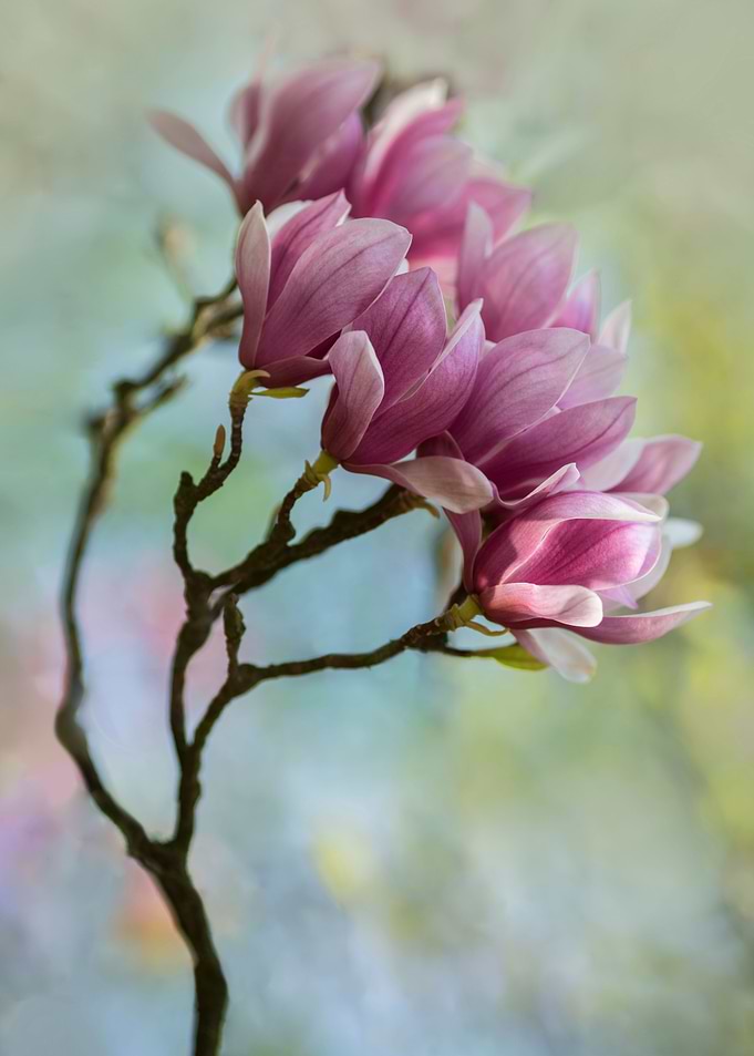Pink soulange magnolia