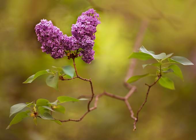 Violet blooming lilac flowers