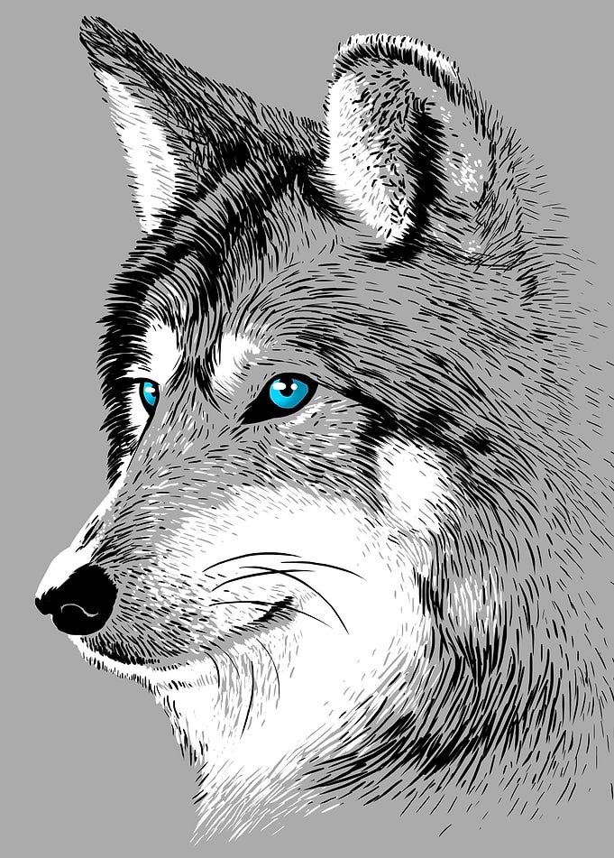 Skecth Wolf