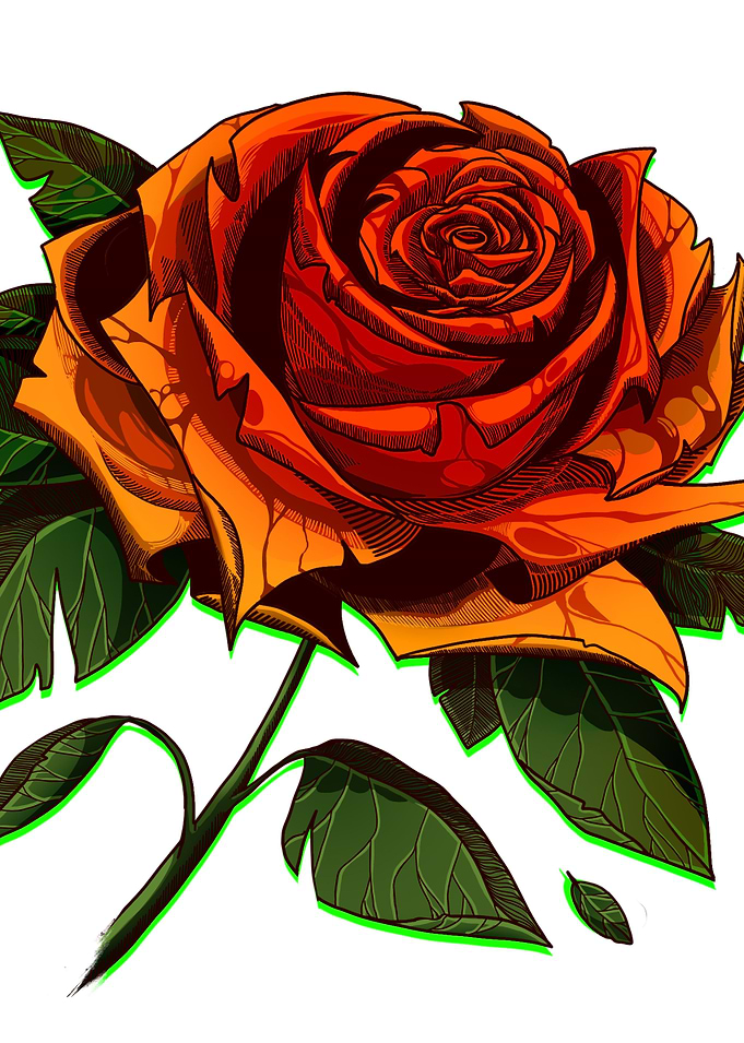 Orange rose