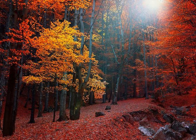 Autumn
