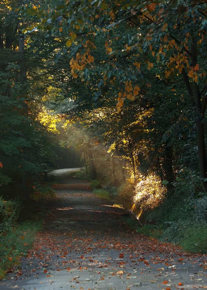Light path