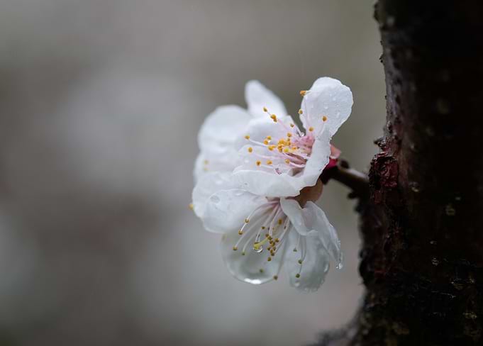Japanese Apricot In Rain