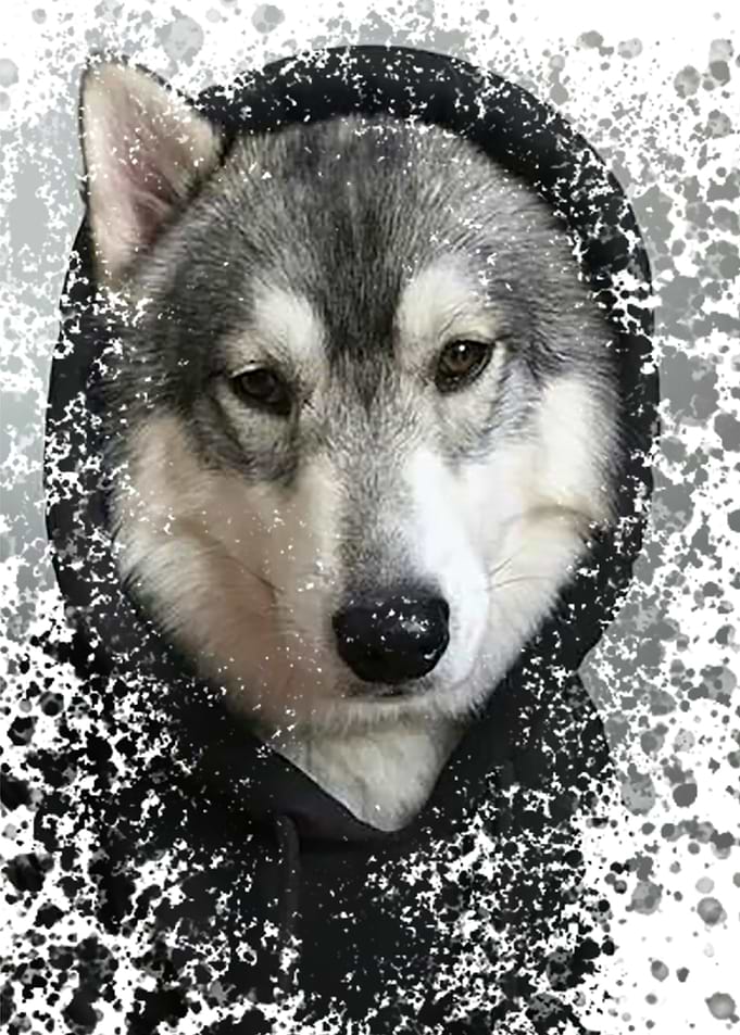 Dog in a hoodie