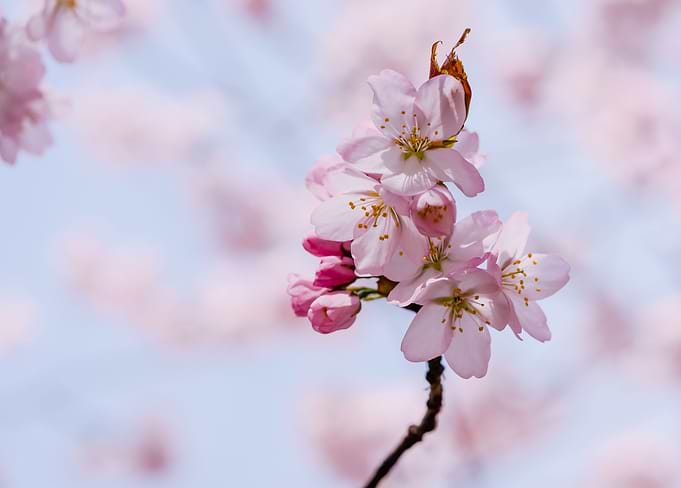 Bunch Of Pink Sakura