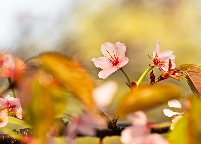 Pink Sakura Flower