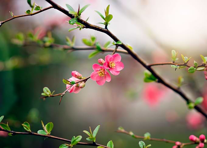 Wonder of the garden