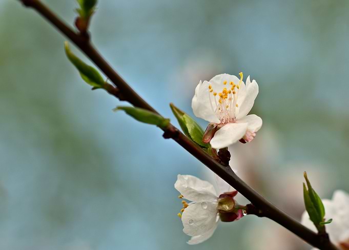 Japanese Apricot Sakura