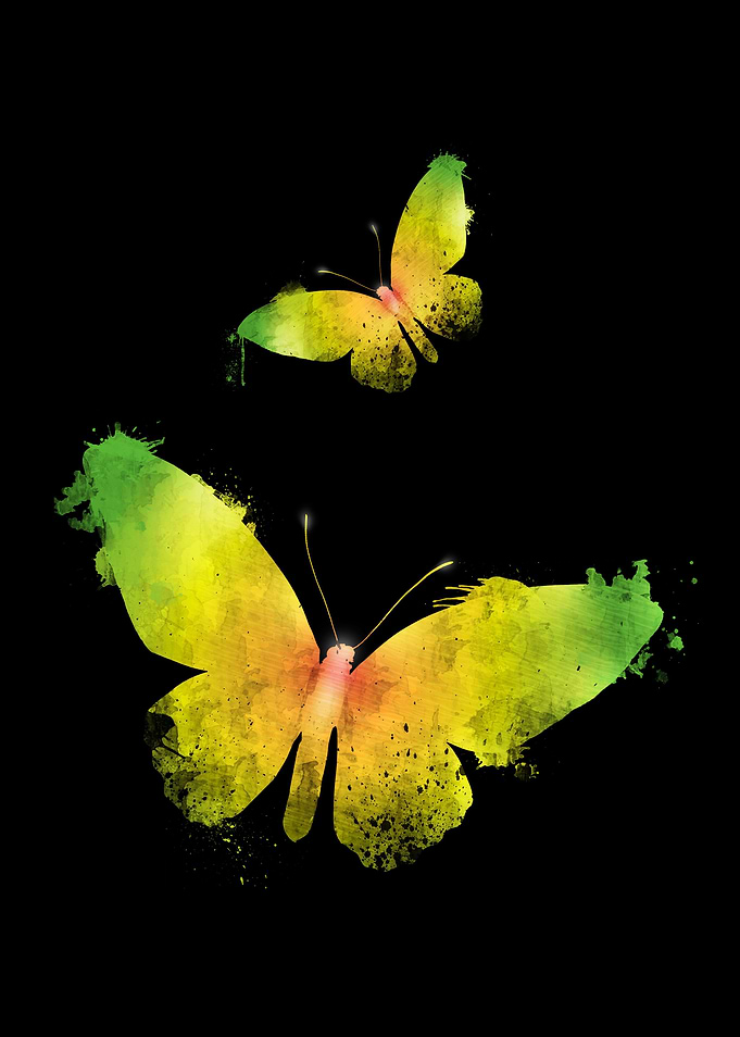Butterflies Collection • 2