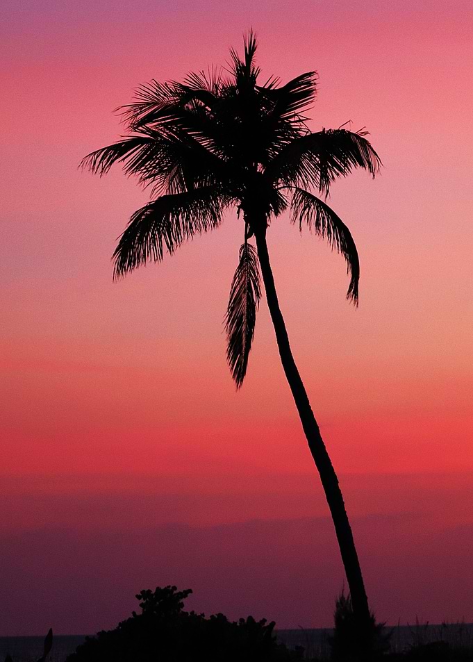 'Sunset Palm'
