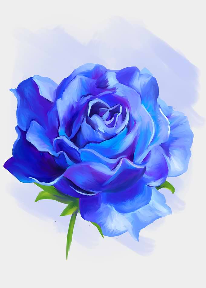 A Blue Rose