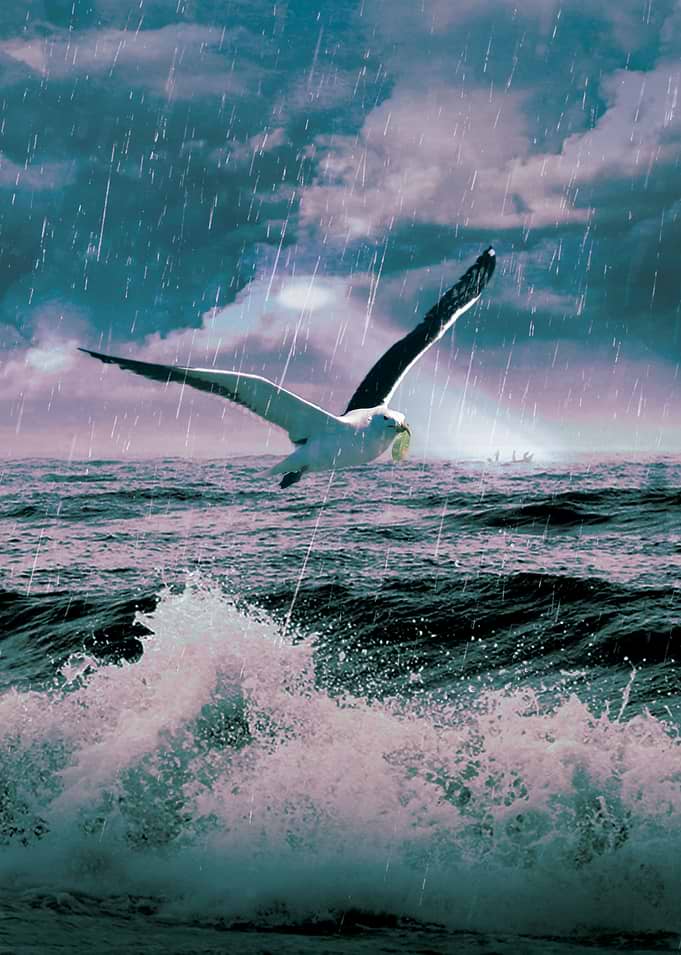 Bird of Hope IV