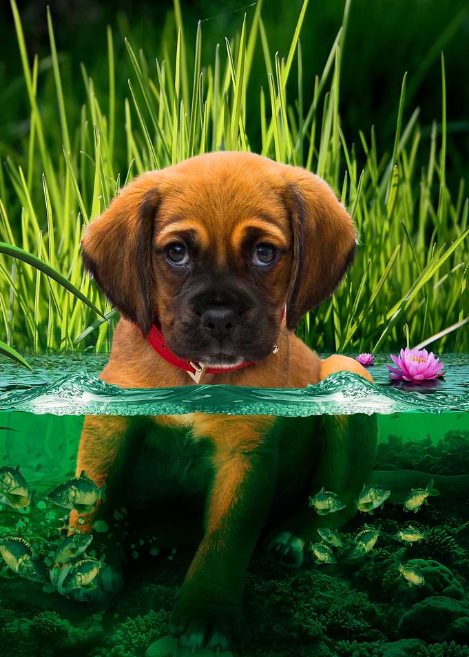 puppy in the water having fun with little fish