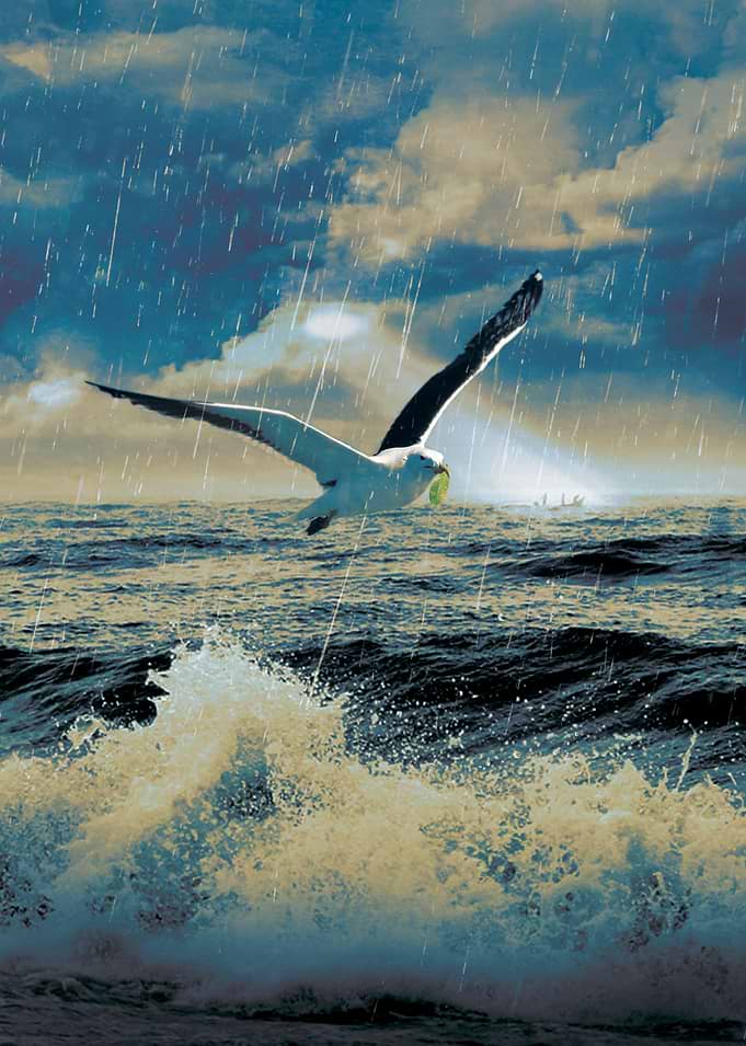 Bird of Hope II