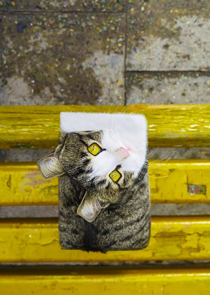 Cubic Cat