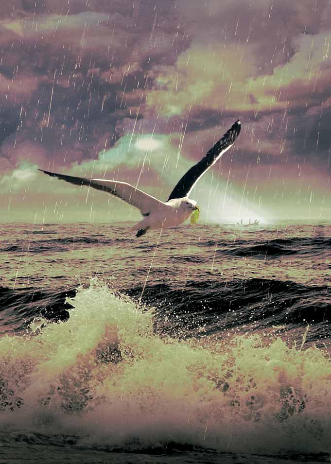 Bird of Hope V